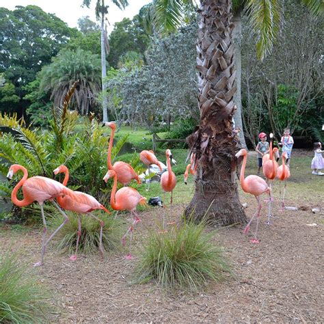 Jungle sarasota - An Old Florida attraction since 1939, Sarasota Jungle Gardens allows visitors to experience things you won't find anywhere else. Feed free-roaming flamingos, catch lemurs at play, have your picture taken with an alligator and see the …